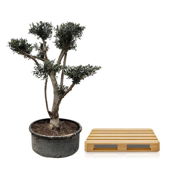 Olea Europaea Pompon - 210cm- Ø80