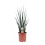 Sansevieria Fernwood Mikado - Ø19cm - ↕80cm