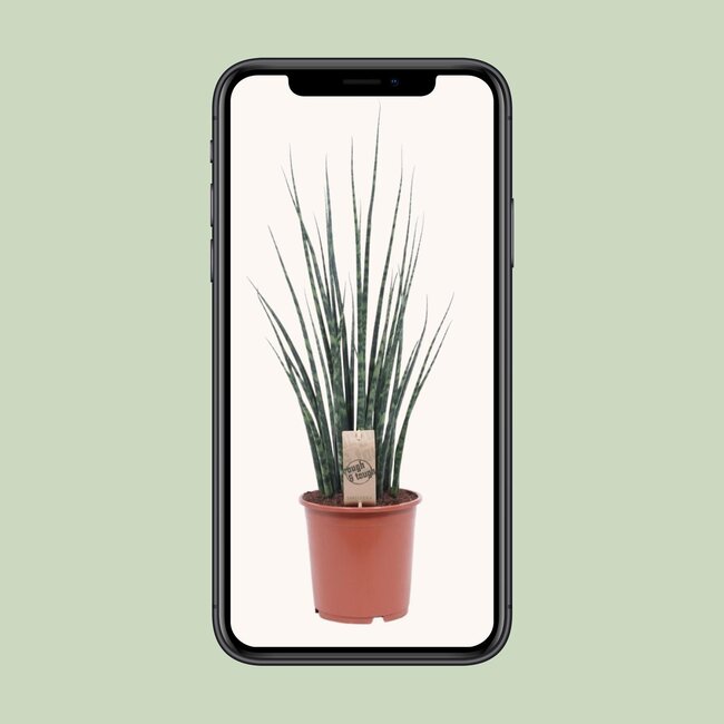 Sansevieria Fernwood Mikado - Ø19cm - ↕80cm