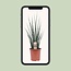 Sansevieria Fernwood Mikado - Ø19cm - ↕80cm