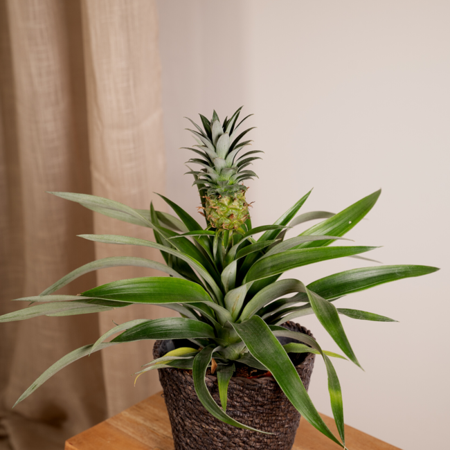 Bromelia (Ananasplant) - 2 stuks - Ø12cm - ↕30cm