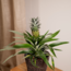 Bromelia (Ananasplant) - 2 stuks - Ø12cm - ↕30cm