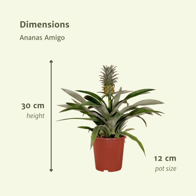 Bromelia (Ananasplant) - 2 stuks - Ø12cm - ↕30cm