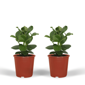 Clusia Princess (Handtekeningboom) - 2 stuks - Ø12cm - ↕15cm