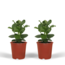 Clusia Princess (Handtekeningboom) - 2 stuks - Ø12cm - ↕15cm