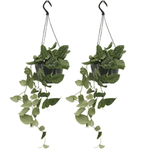 Scindapsus Pictus (Epipremnum) - 2 stuks - Ø15cm - ↕20cm