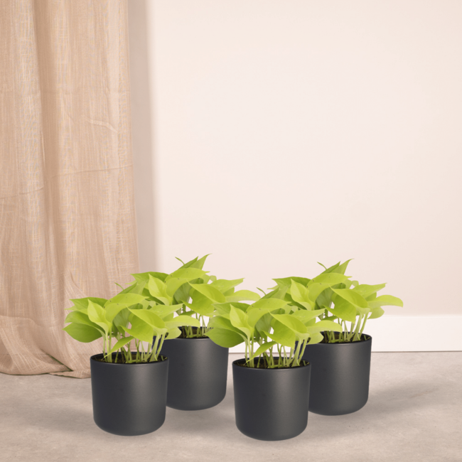 Epipremnum Golden Pothos (Scindapsus) - 4 stuks - Ø12cm - ↕15cm