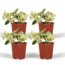 4x Epipremnum Happy Leaf - Scindapsus - 15cm - ø12