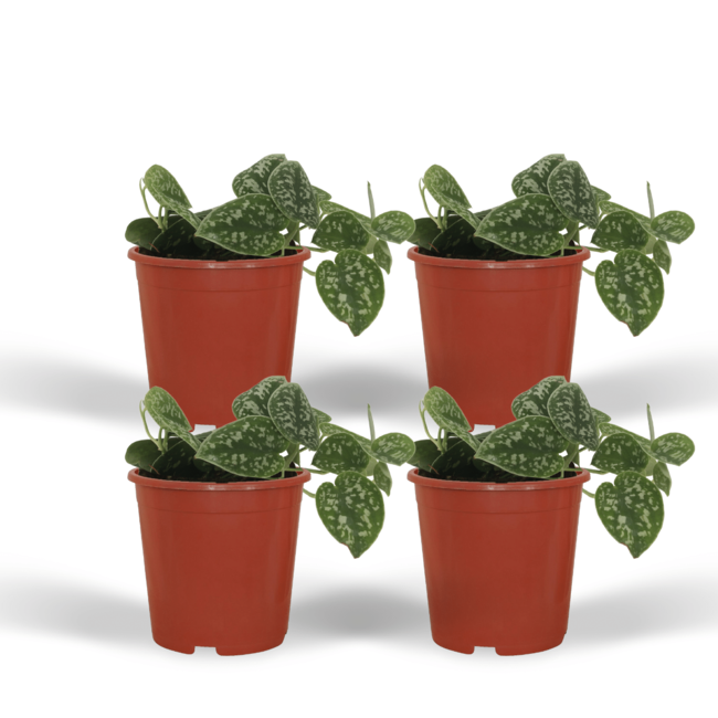 4x Scindapsus Pictus - Epipremnum - 15cm - ø12