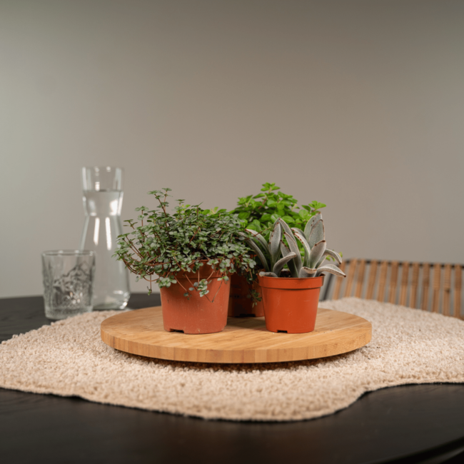 Succulenten Mix - 9 stuks - Ø8,5cm - ↕10 cm