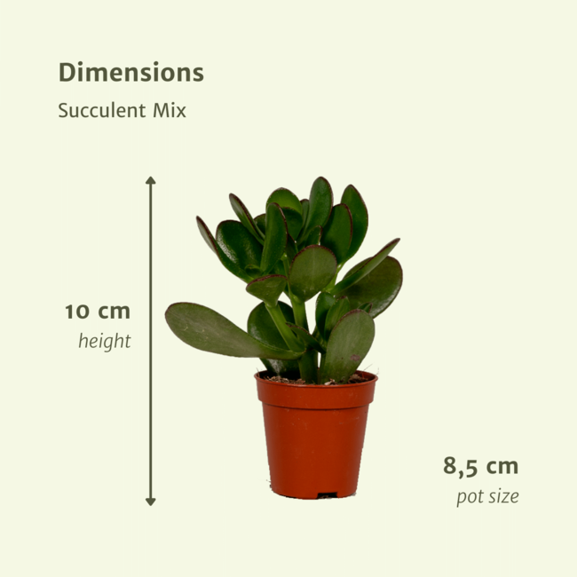 Succulenten Mix - 9 stuks - Ø8,5cm - ↕10 cm
