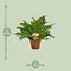 Blechnum Silver Lady - Ø17 ↕50