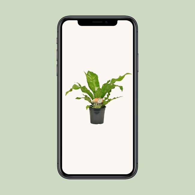 Asplenium Nidus - Ø17cm - ↕60cm