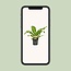Asplenium Nidus - Ø17cm - ↕60cm