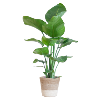 Strelitzia Nicolai met Lissabon mand wit - 80cm - Ø19