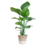 Strelitzia Nicolai met Lissabon mand wit - 80cm - Ø19
