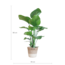 Strelitzia Nicolai met Lissabon mand wit - 80cm - Ø19