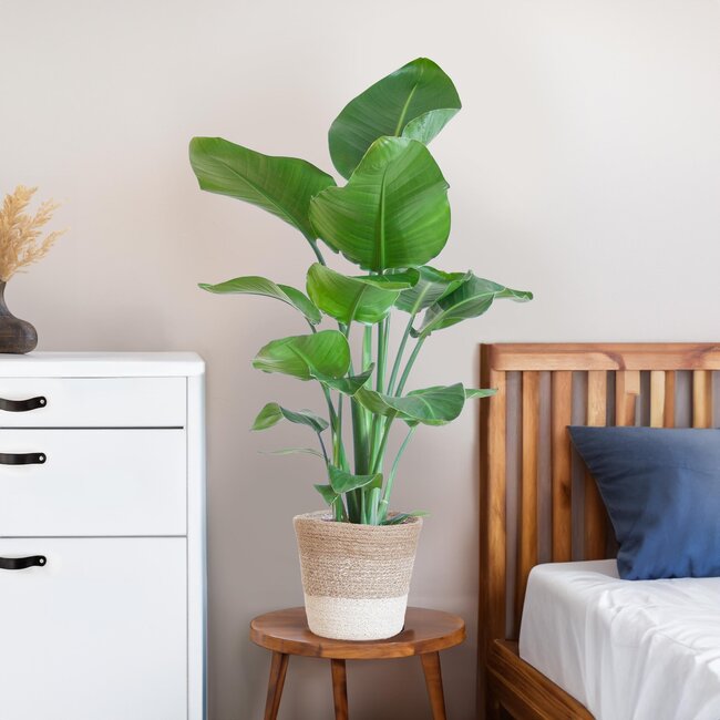 Strelitzia Nicolai met Lissabon mand wit - 80cm - Ø19