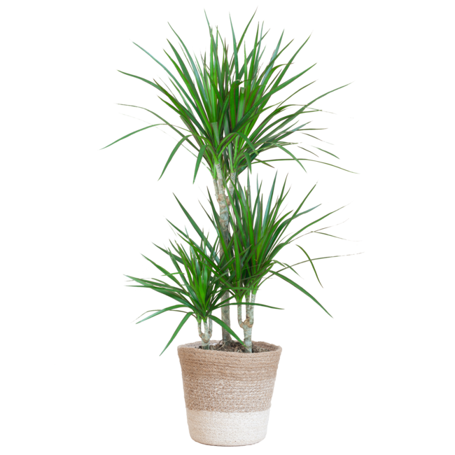 Dracaena Marginata met Lissabon mand wit - 95cm - Ø21