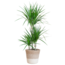 Dracaena Marginata met Lissabon mand wit - 95cm - Ø21