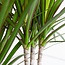 Dracaena Marginata met Lissabon mand wit - 95cm - Ø21