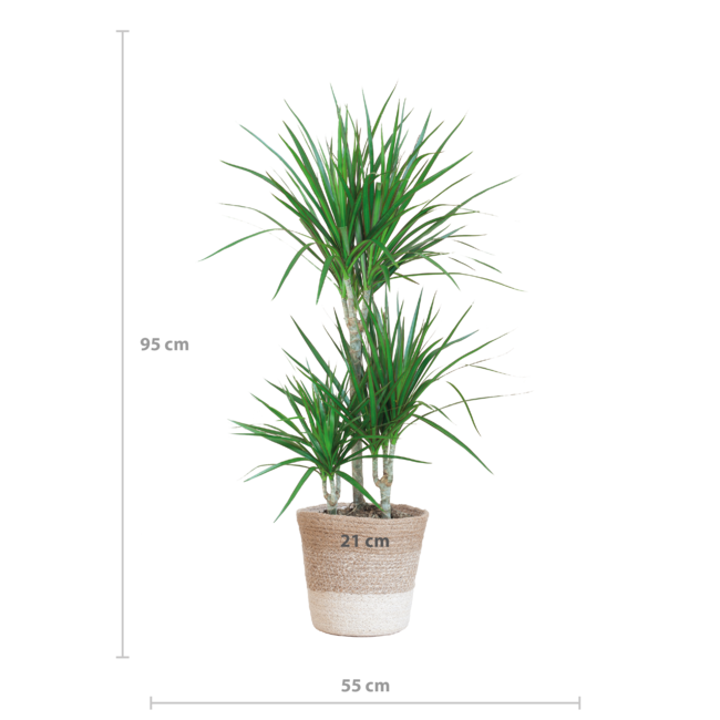 Dracaena Marginata met Lissabon mand wit - 95cm - Ø21