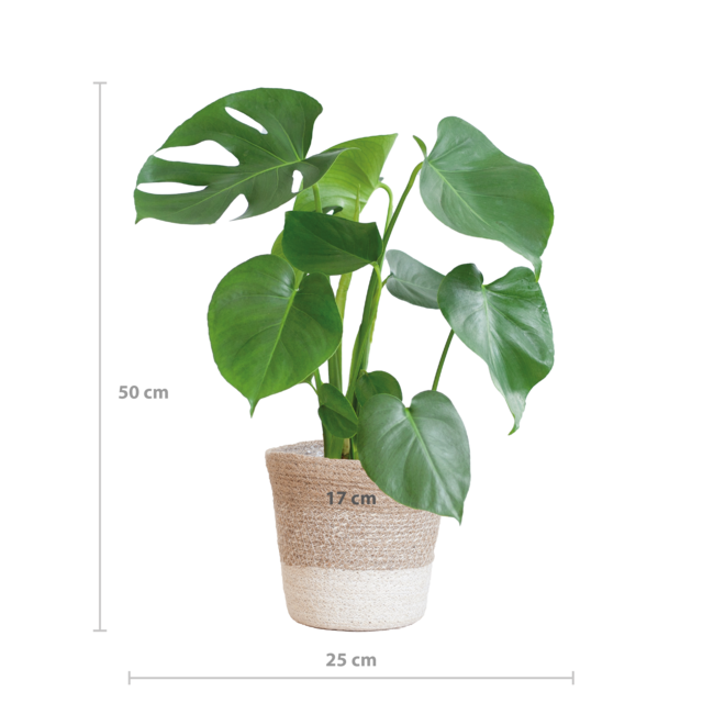 Monstera Deliciosa met Lissabon mand wit - 50cm - Ø17