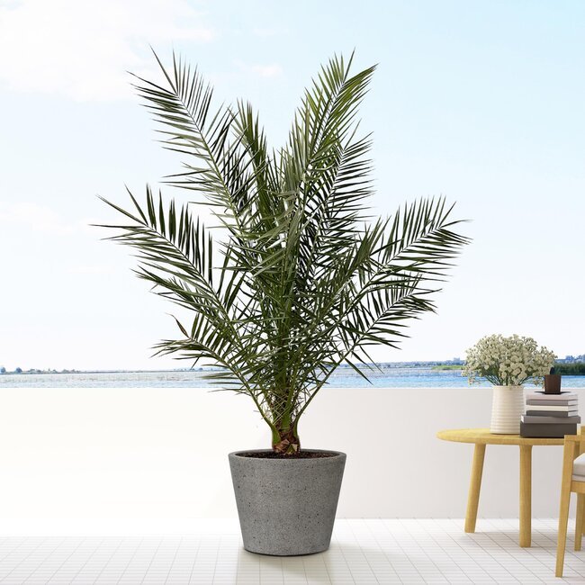 Bucket Laterite Grey - L - 58x50