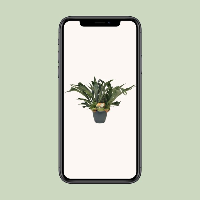 Platycerium Bifurcatum - Ø21 ↕50