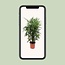 Rhapis Excelsa - Ø27cm - ↕120cm