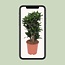 Dracaena Compacta - Ø24cm - ↕80cm