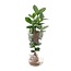 Clusia In Cylinder Glas XXL - Ø17cm - ↕60cm
