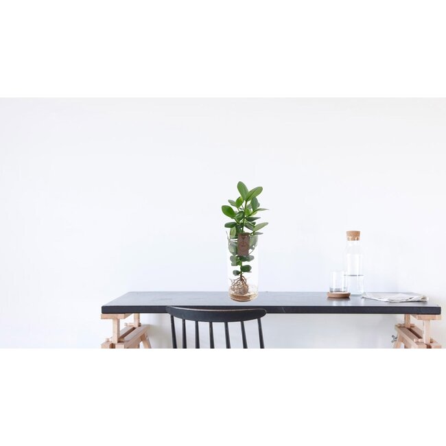 Clusia In Cylinder Glas XXL - Ø17cm - ↕60cm