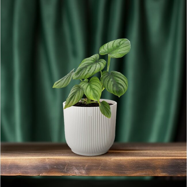 Philodendron Mamei - Ø12 ↕25