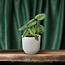 Philodendron Mamei - Ø12 ↕25