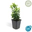 6x Euonymus jap. Green Spire - ↕10-25cm - Ø9cm - 6x Euonymus jap. Green Spire
