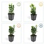 6x Euonymus jap. Green Spire - ↕10-25cm - Ø9cm - 6x Euonymus jap. Green Spire