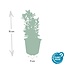 6x Euonymus jap. Green Spire - ↕10-25cm - Ø9cm - 6x Euonymus jap. Green Spire
