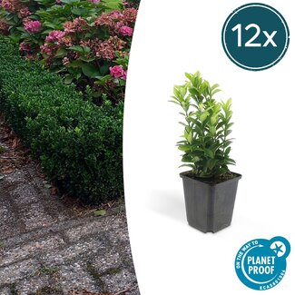 6x Euonymus12x Euonymus jap. Green Spire - ↕10-25cm - Ø9cm