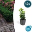 6x E12x Euonymus jap. Green Spire - ↕10-25cm - Ø9cm