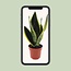 Sansevieria Futura Superba - Ø12cm - ↕30cm