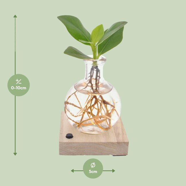 Clusia In Samoa LED - Ø5cm - ↕10cm