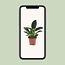 Philodendron Green Princess - Ø12cm - ↕25cm