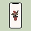 Philodendron Imperial Red - Ø12cm - ↕25cm