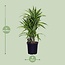 Dracaena Fragr. Lemon Lime - Ø24cm - ↕100cm