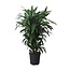 Dracaena Frag. Janet Craig - Ø27cm - ↕120cm