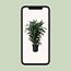 Dracaena Frag. Janet Craig - Ø27cm - ↕120cm