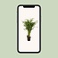Dypsis Lutescens - Ø21cm - ↕110cm