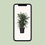 Dracaena Frag. Warneckei - Ø24cm - ↕100cm