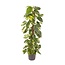 Epipremnum Pinnatum - Ø24cm - ↕120cm